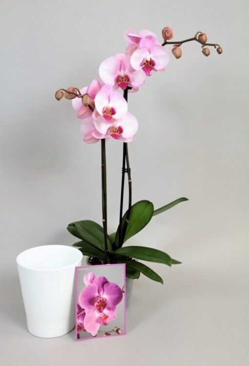 Orchideen Phalaenopsis 2 rispig "Ich denk an dich...."