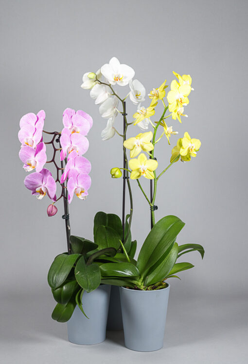 Orchideen Phalaenopsis 3er Set 1 Rispe gut blühend