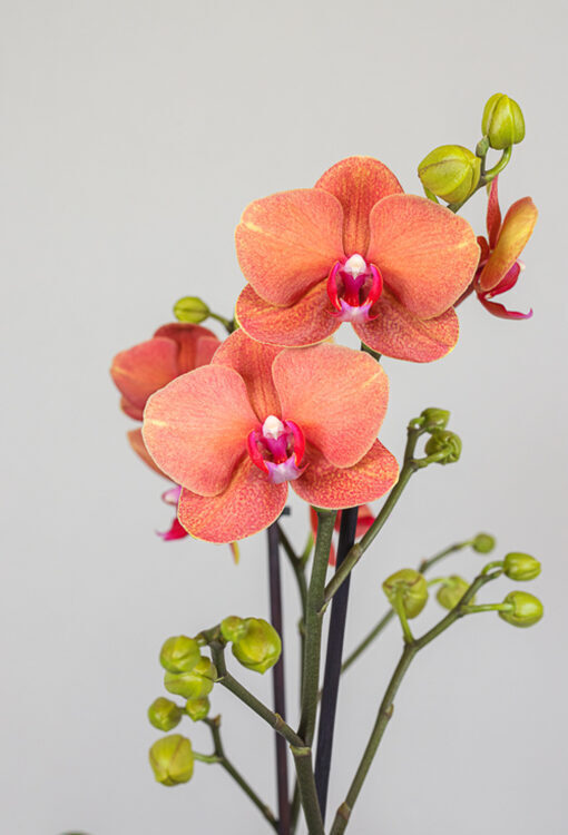 Orchideen Phalaenopsis orange 'Surf Song'