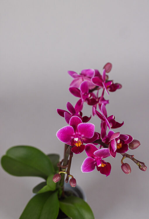 Orchideen Phalaenopsis pink Little Lady