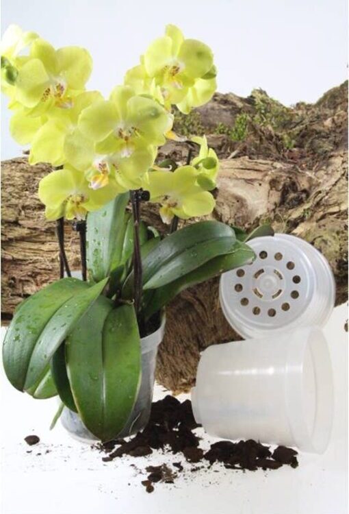 Orchideen-Kulturtopf - transparent, 12cm